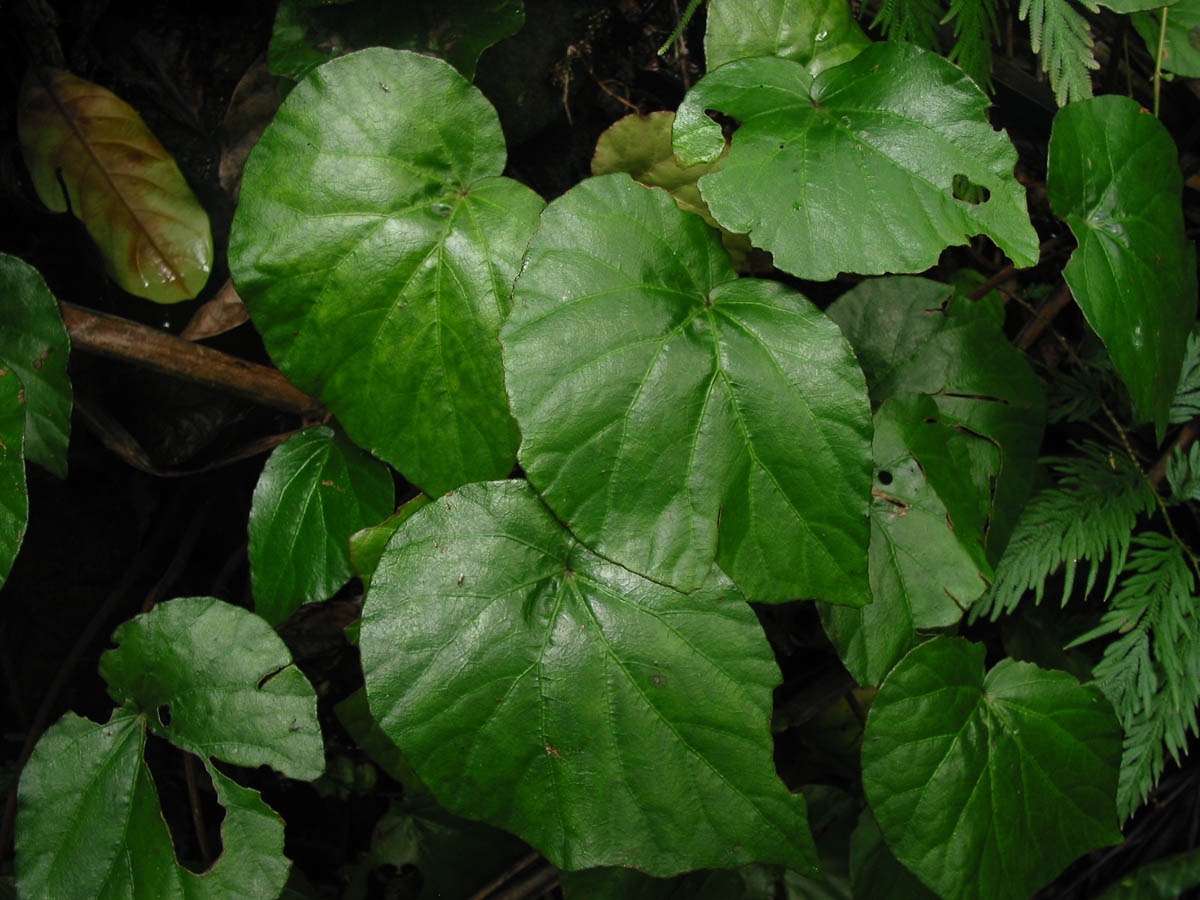 B. acuminatissima